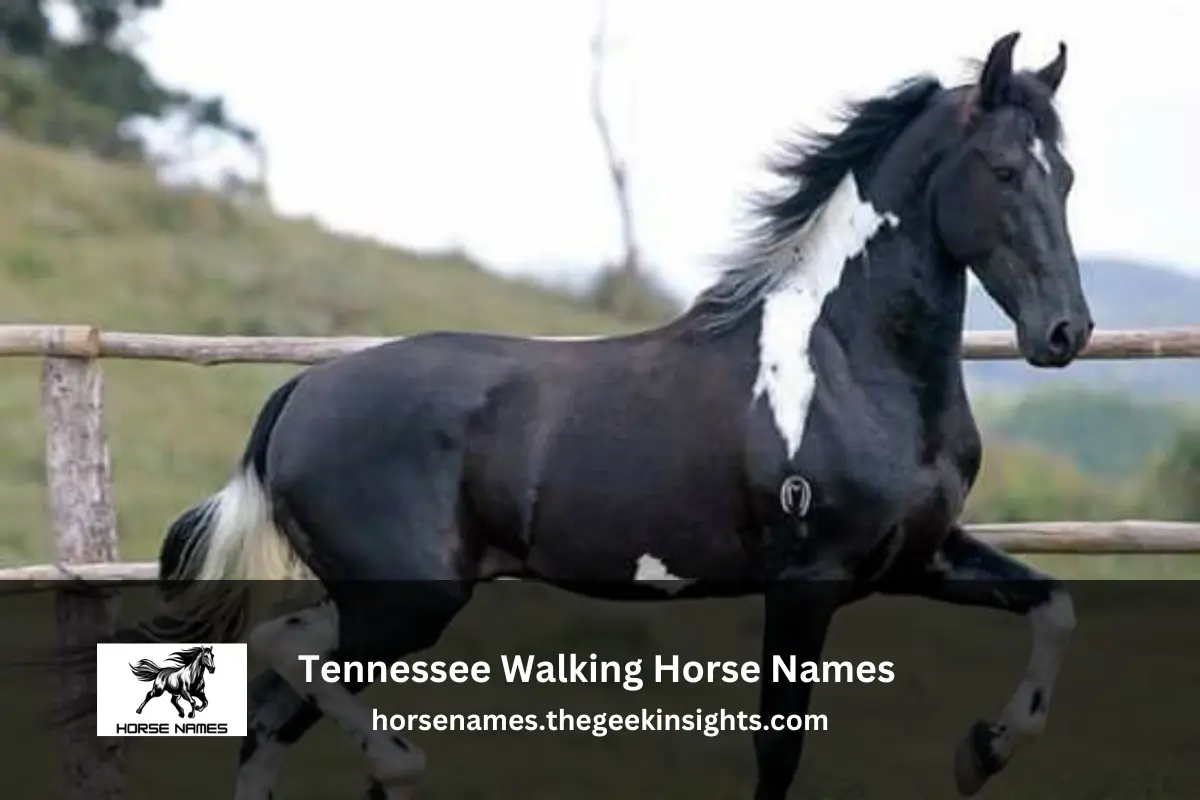 Tennessee Walking Horse Names