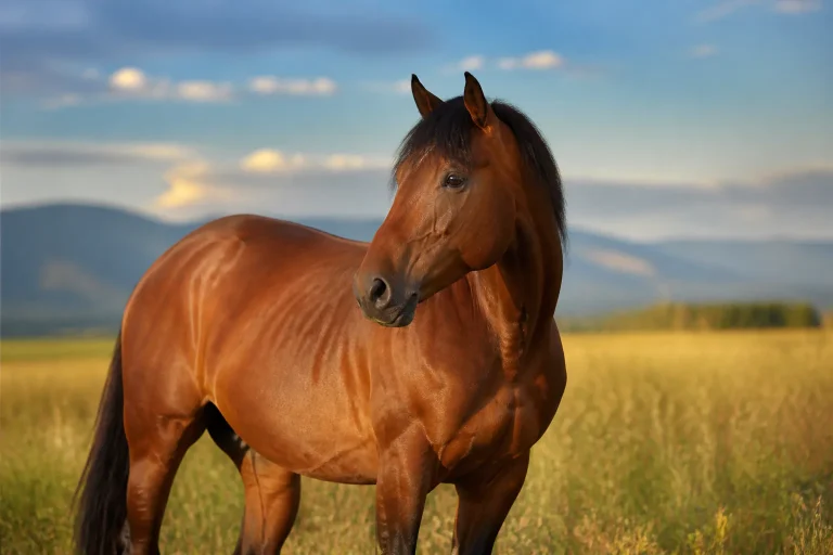 Brown Horse Names 2026: 500+ Ideas by Shade, Style, and Personality