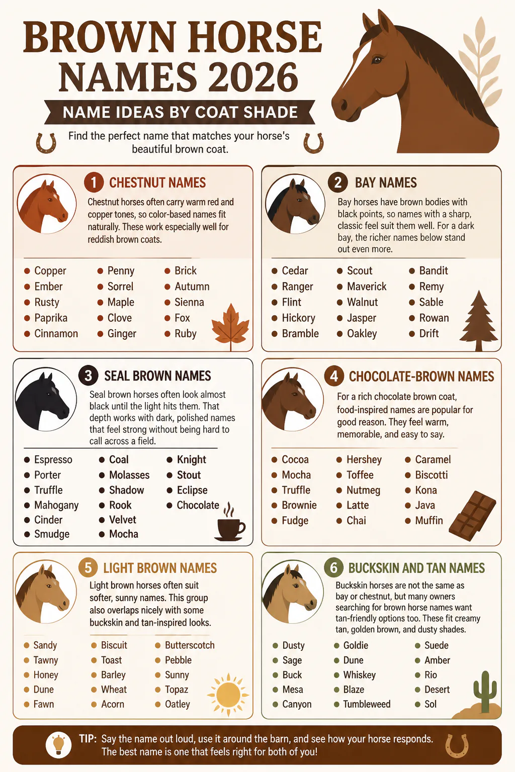 Infographic of brown horse names