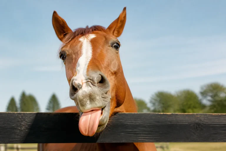Horse sticking out its tongue