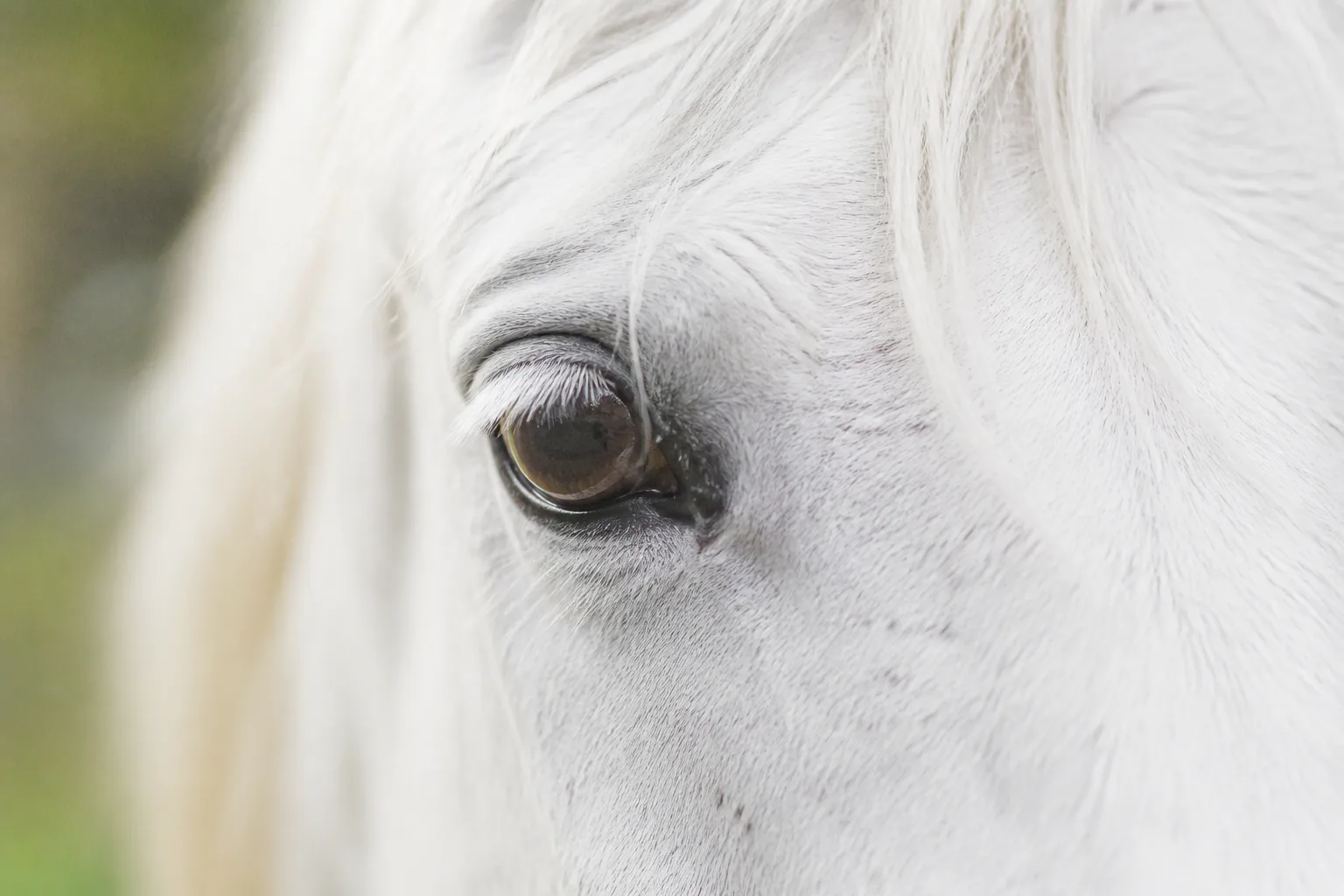Close-up of a white horse's eye